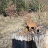 03 bei Waldhausen - Schättere-Trasse